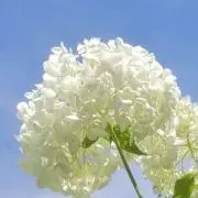 Ruiの画像