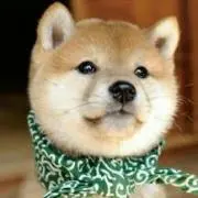 ぽんの画像