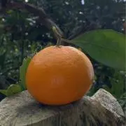 romex112の画像