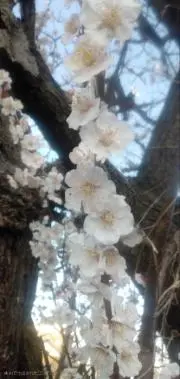 りょう