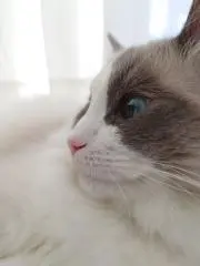 ピース☆の画像
