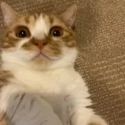 しあ