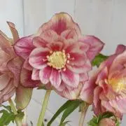 プリンの画像