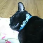 しおり(プロフ必読)