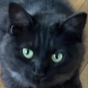 chalmeshiの画像