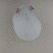 みるたんの画像