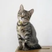 Rikoの画像