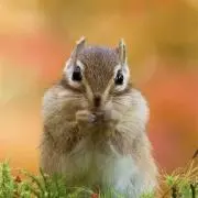 ぺこの画像