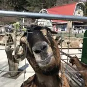 ポの画像