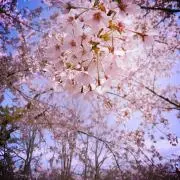 もものすけの画像