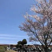 きらりんの画像