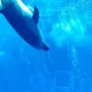 ちょぴ