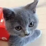 miniの画像