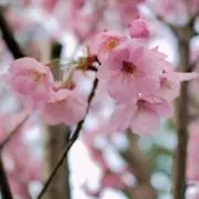☆haruの画像