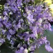 gardencya2