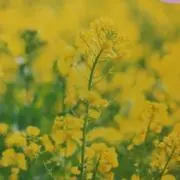 おちゃこ✴千円以下の商品値引きできませんの画像
