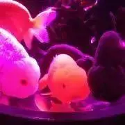 rikaの画像