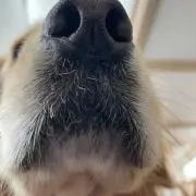 せいれい