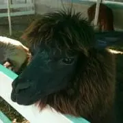 またたび