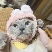 CHUMの画像