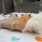 こうたん(っ´ω`c)♪