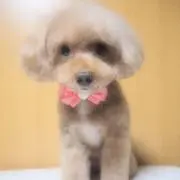 D.Tの画像