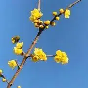 新芽  (プロフ確認お願いします)の画像