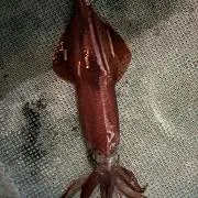 シュシュの画像