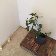 みずいろちょうちょの画像