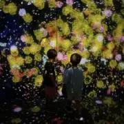 アルハカの画像