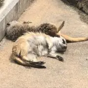 近江の画像