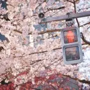 あさひʕ •ᴥ•ʔの画像