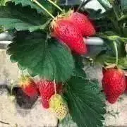 こねぎ。の画像