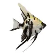 ここなつの画像