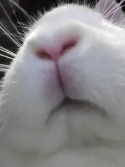 ヒツジ。の画像