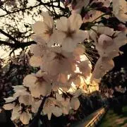 みえちの画像