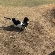 ぼんの画像