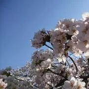 さくさくの画像