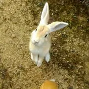 ごまぬの画像