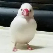 ピーたんの画像