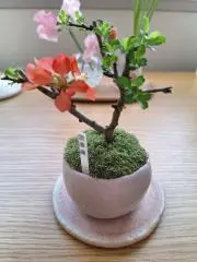 noelの画像