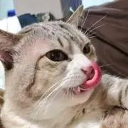ミーチ