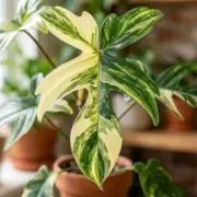 よし ⭐価格交渉 歓迎⭐