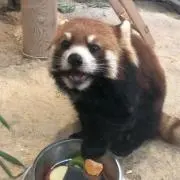 ぱんだ