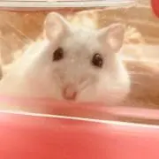 ゆーゆの画像