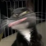 なーの画像
