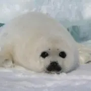 ぽ☆の画像