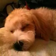 あ～ちゃんのすけの画像