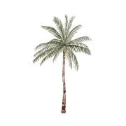 coco.の画像