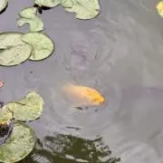 ピの画像
